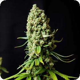 Super Skunk Feminized