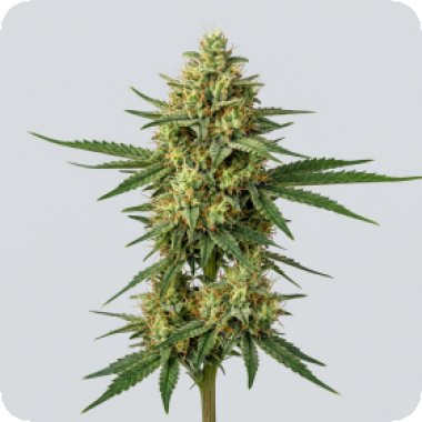 Sweet  Critical 20  Feminised  Cannabis  Seeds