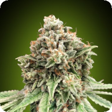 Sweet  Critical  Fast  Feminised  Cannabis  Seeds