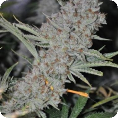 Sweet  Tooth  Express  Auto  Feminised  Cannabis  Seeds  Phoenix  Cannabis  Seeds 0