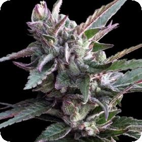 Thai Chi Feminised Seeds Thai Chi Feminised Seeds