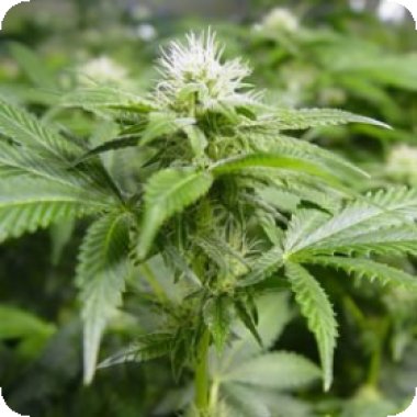White Widow Feminized 5 Cannabis Seeds 0