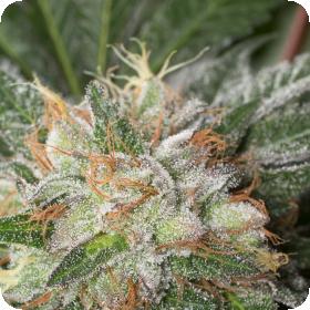 Bubba Kush Feminised Seeds Bubba Kush Feminised Seeds
