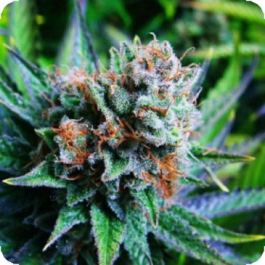 Blue Dream Auto Flowering Cannabis Seeds