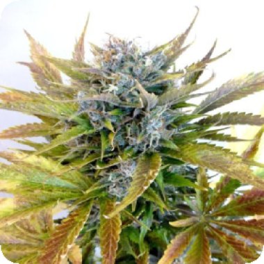 Diesel Haze Auto Cannabis Seeds