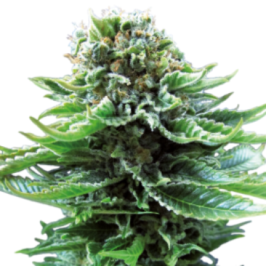 Northern  Lights  Auto  Flowering  Cannabis  Seeds