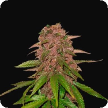 Fast Buds Cannabis Seeds C4 Matic Jpg