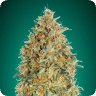 Tastebudz  Cannabis  Seeds  Back  To  The  Future 2  Auto