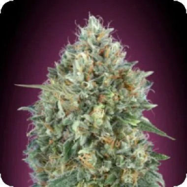 Tastebudz  Cannabis  Seeds  Biscotti 33  Auto
