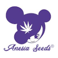 Anesia Seeds