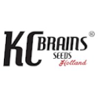KC Brains