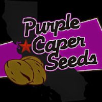 Purple Caper Seeds