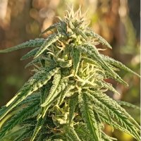 Ace  Cannabis  Seeds  Himalaya  Snow