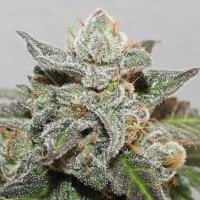 Ace Cannabis Seeds Limited Edition Kalidonia