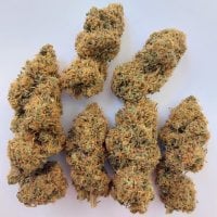 Ace Cannabis Seeds Magic Carrot
