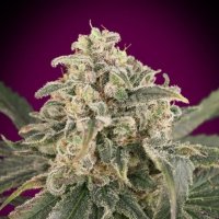 Advanced Cannabis Seeds Auto Amnesia Xxl