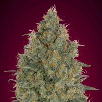 Advanced  Cannabis  Seeds  Strawberry  Gum