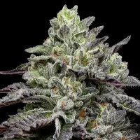 Anesia Cannabis Seeds Smashberry Fumez