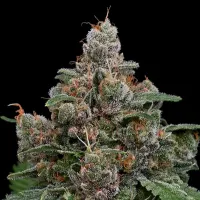 Anesia Cannabis Seeds Sun Of A Peach