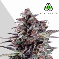Auto  Cannabis  Seeds  Purple  Lemonade  Auto