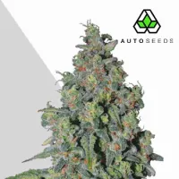 Auto  Cannabis  Seeds  Trainwreck  Auto