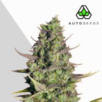 Auto  Cannabis  Seeds  Wedding  Cake  Auto
