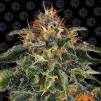 Barneys Farm Cannabis Seeds Moby Dick