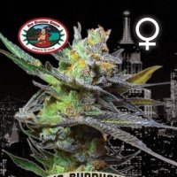 Big  Buddha  Cannabis  Seeds  King  Kong