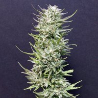 Bighead  Cannabis  Seeds  Big  Freeze