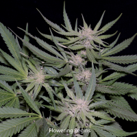 Bighead Cannabis Seeds Critical