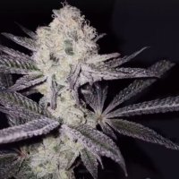 Black Farm Genetix Cannabis Seeds Sinaloa