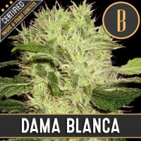 Blim  Burn  Cannabis  Seeds  Dama  Blanca