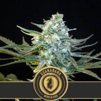 Blim  Burn  Cannabis  Seeds  Guanabana