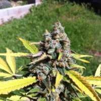 C B D Cannabis Seeds Auto Ak