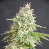 Cream  Of  The  Crop  Cannabis  Seeds  Double  Cream