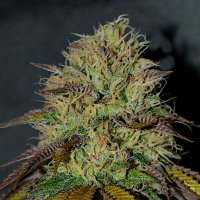 Cream Of The Crop Cannabis Seeds Rs11