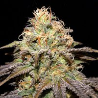 Cream Of The Crop Cannabis Seeds Super Boof