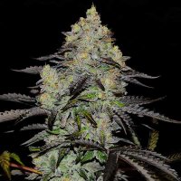 Delicious Cannabis Seeds Zinnapple