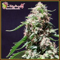 Dr Krippling Cannabis Seeds Chocolate Zkittlez