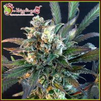 Dr Krippling Cannabis Seeds Quick Separation Cake