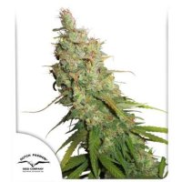 Dutch  Passion  Cannabis  Seeds  Auto  Desfran