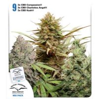 Dutch  Passion  Cannabis  Seeds  Cbd  Rich  Feminised  Mix