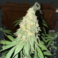 Eleven  Thirty  Genetics  Cannabis  Seeds  War  Headz  Auto