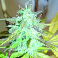 Emerald Triangle Cannabis Seeds Lemon Haze Auto