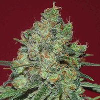 Expert  Cannabis  Seeds  Clinical  White  Cbd