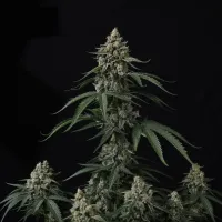 Fast  Buds  Cannabis  Seeds  Banana  Cherry  Cookies  Auto