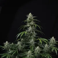 Fast Buds Cannabis Seeds Banana Frost Auto