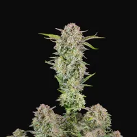 Fast  Buds  Cannabis  Seeds  Bruce  Banner