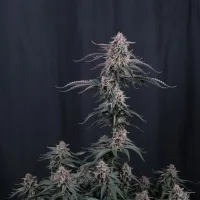 Fast  Buds  Cannabis  Seeds  Mendo  Cherry  Cookies  Auto