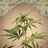 Female  Cannabis  Seeds  Cbd  Terra  Italia 40 1